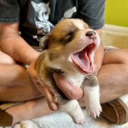 Pembroke Welsh Corgi Puppies from Delaney’s Corgis