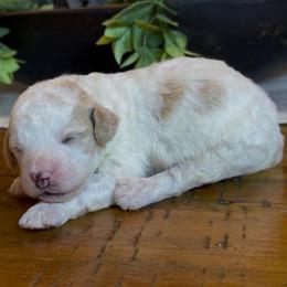 Mike - Yellow and white male Bernedoodle puppy in Cartersville, Georgia from Simply Blessed Doodles
