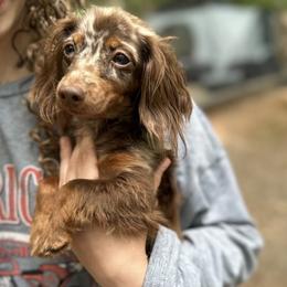Dachshund puppies from Southern Ridge Kennels