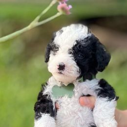 Honey bunches - Black and white Sheepadoodle puppy in Knoxville, Tennessee from Fleury Farm Doodles TN