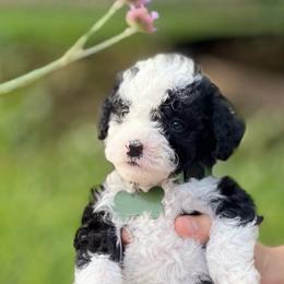 Honey bunches - Black and white Sheepadoodle puppy in Knoxville, Tennessee from Fleury Farm Doodles TN