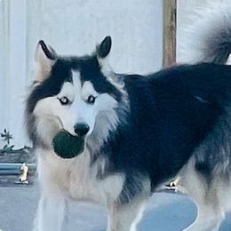 Loba - Siberian Husky
