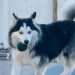 Loba - Siberian Husky