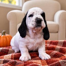 Penny - Black and white female Basset Hound puppy in Pilot Mtn, North Carolina from Lowdown Love Basset Hounds
