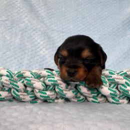 Lychee - Black and gold male Yorkshire Terrier puppy in Tamarac, Florida from Yorkiefamily7