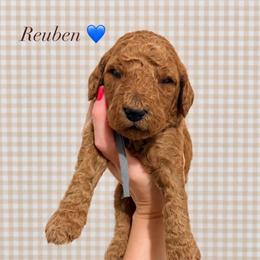 Reuben - Red  male Goldendoodle puppy in La Porte, Texas from B+C Doodles