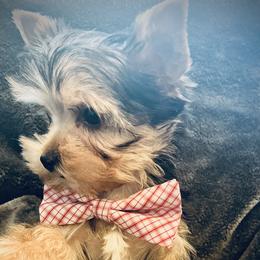 Romeo - Black and tan Yorkshire Terrier puppy in Columbia, South Carolina from Evermore Yorkies