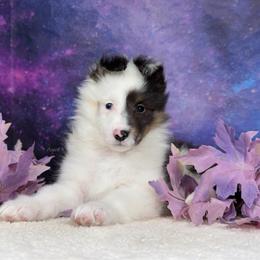 Washi - Blue merle white and tan female Shetland Sheepdog puppy in Elk, Washington from Asgard Shetland Sheepdogs