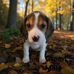 Hershey - White black and tan male Beagle puppy in Springville, Pennsylvania from Tracker Sky Beagles