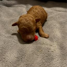 Goldie - Red  female Poodle puppy in Elkhorn, Nebraska from Orel Toy & Miniature Poodles