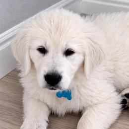 Archie - Light golden male Golden Retriever puppy in Fresno, California from Warwick’s Central California Goldens