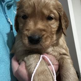 Miss Pink - Dark golden female Golden Retriever puppy in Stratton, Colorado from Anam Cara Retrievers