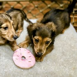 Dachshund Puppies from SchmooterBabies