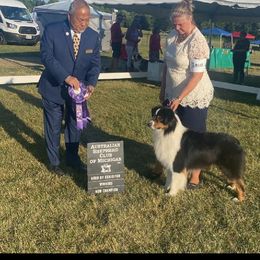 Australian Shepherd All Grown Up from Bur Oak Aussie's