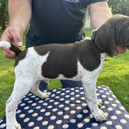 German Shorthaired Pointer All Grown Up from Vought's GSP Pups