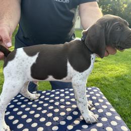 German Shorthaired Pointer All Grown Up from Vought's GSP Pups