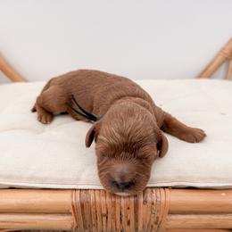 Brownie - Red male Cavapoo puppy in Apache Junction, Arizona from Coffey House Doodles