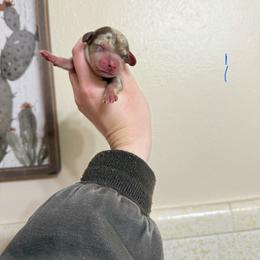 Boy 5 - Dapple male Dachshund puppy in Rising Star, Texas from Boring Weenies