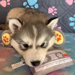Siberian Husky Puppies from Canace Siberians