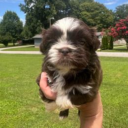 Girl 2 - Liver female Shih Tzu puppy in Tennessee from Cutshall Babies
