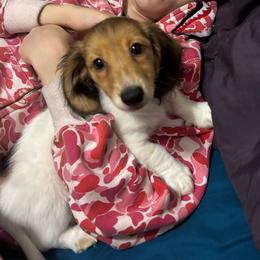 Milo - Piebald male Dachshund puppy in Bay City, Michigan from Michigan Rockin' Dachshunds
