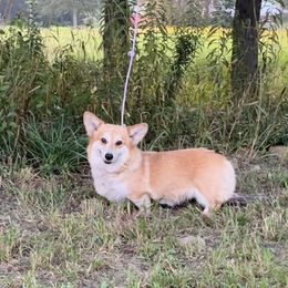 Pauli - Red female Pembroke Welsh Corgi puppy in Accident, Maryland from Deep Creeks Pembrokes