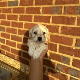 Sparkle - Cream female Cockapoo puppy in Mobile, Alabama from Ace of Spades Yorkies
