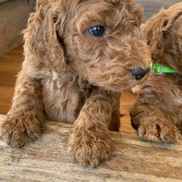 Aussiedoodle and Goldendoodle Puppies from Hickory Lane Doodles