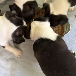 Boy 2 - male Boston Terrier puppy in Columbus, North Carolina from Bradley’s Bostons