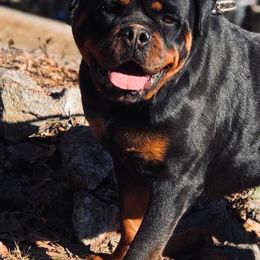 Rottweiler Puppies from Bronx Von Bridges Rottweilers