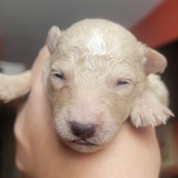 Boy 3 - Yellow Mudi puppy in Bolingbrook, Illinois from Szomorú Füz Mudi Kennel/Weeping Willow Mudi Kennel