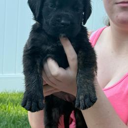 Hardy - Brindle male Mastiff puppy in Sioux Falls, South Dakota from Clearbrook Mastiffs