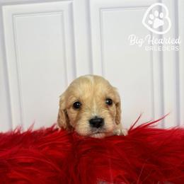 Jessie - Cream female Companion Cross puppy in Utah County, Utah from Big Hearted Breeders