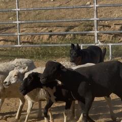 Beauceron puppies from Feu des Étoiles