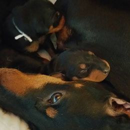 Manchester Terrier Puppies from JetCity Manchester Terriers