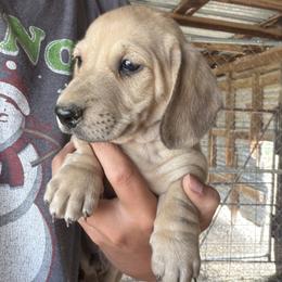 Chief Bogo - Cream male Dachshund puppy in Pearce, Arizona from Katy West Weenies