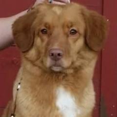 Chesapeake Bay Retrievers, Collies, and Nova Scotia Duck Tolling Retrievers from Dovecreek Chesapeake Bay retrievers