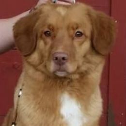 Chesapeake Bay Retrievers, Collies, and Nova Scotia Duck Tolling Retrievers from Dovecreek Chesapeake Bay retrievers