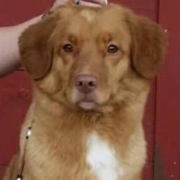 Chesapeake Bay Retrievers, Collies, and Nova Scotia Duck Tolling Retrievers from Dovecreek Chesapeake Bay retrievers