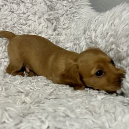 Dachshunds from Doxies with Moxie