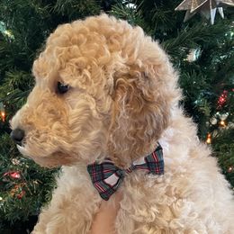 Teddy - Cream male Goldendoodle puppy in Sumner, Washington from Little Acre Doodles