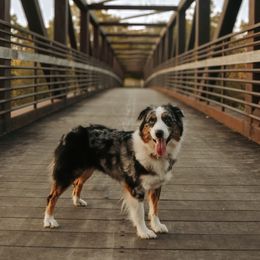 Vera - Australian Shepherd
