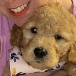 Goldendoodle Puppies from Jeanbeans Doodles