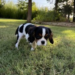 Cavalier King Charles Spaniel Puppies from Dandelions and Kings
