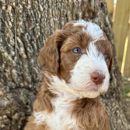 Beth - Red  Goldendoodle puppy in Arlington, Texas from Kel's Tails Poodles & Doodles