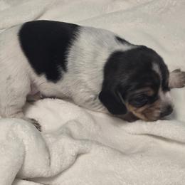 Clover - Black tan and white female Beagle puppy in Peculiar, Missouri from At home