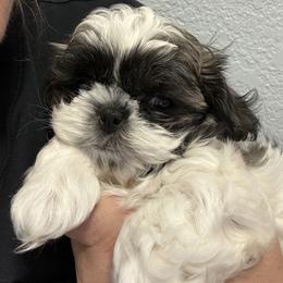 Shih Tzu Puppies from The Townsend Tzu