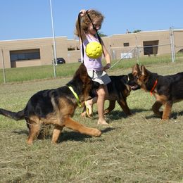German Shepherd Puppies from Rikah-Haus German Shepherds