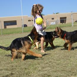 German Shepherd Puppies from Rikah-Haus German Shepherds