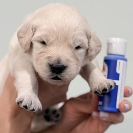 Boy 4 - Cobalt Blue - Light golden male Golden Retriever puppy in Mc Minnville, Tennessee from Wishaw Whisky Golden Retrievers